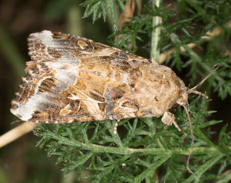 Image of Yellow-striped Armyworm Moth