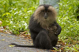 Image of Lion-tailed Macaque