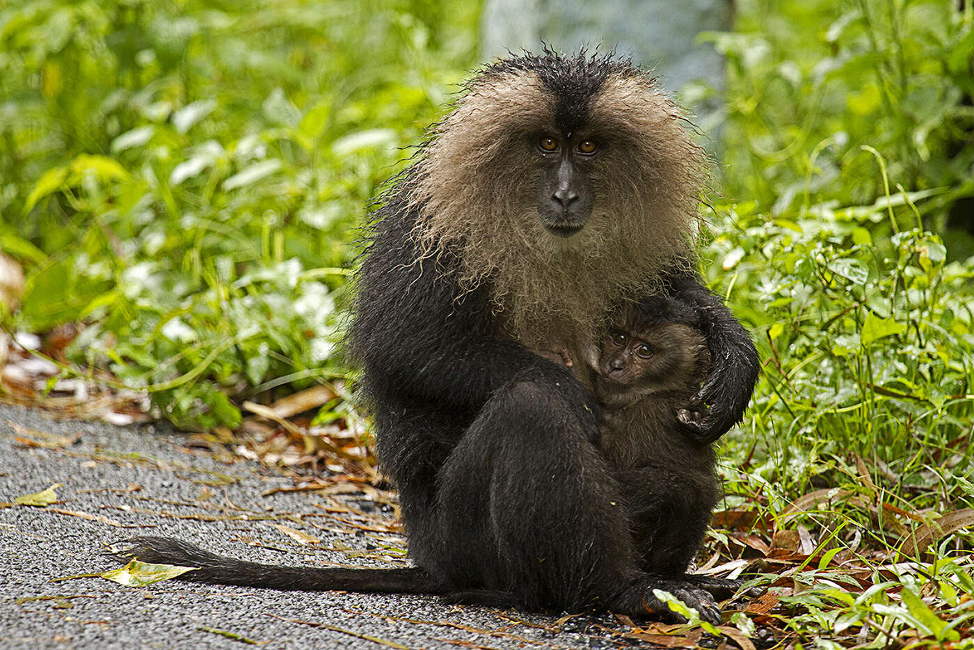 Image of Lion-tailed Macaque