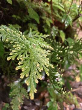 Image of medicinal spikemoss