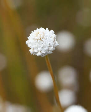 Image of Eriocaulon nudicuspe Maxim.