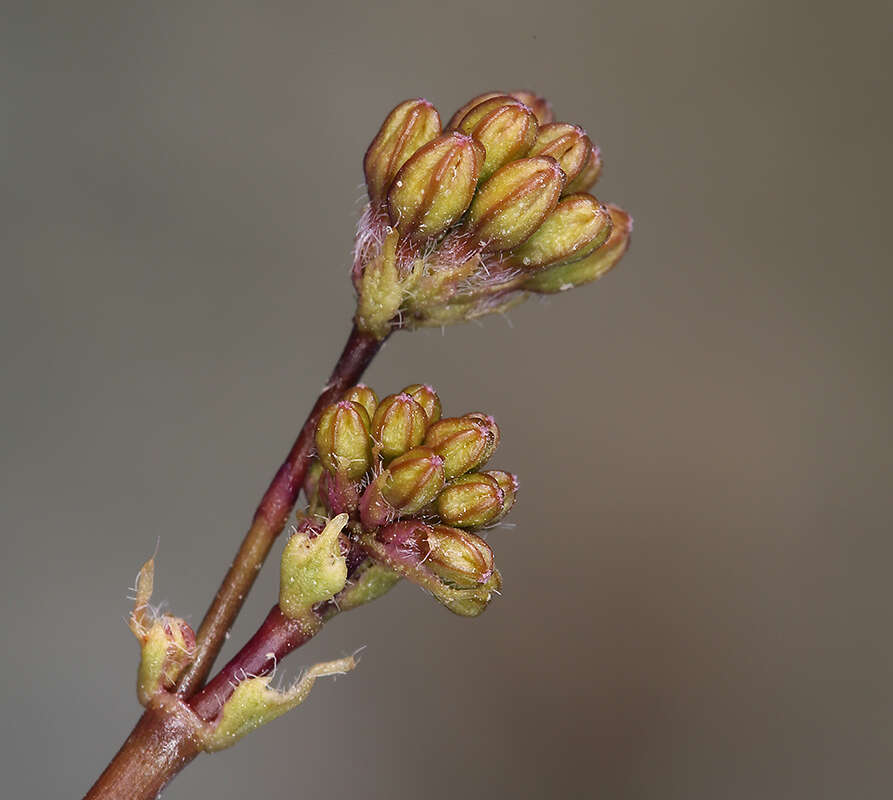 Imagem de Anulocaulis annulatus (Coville) Standl.