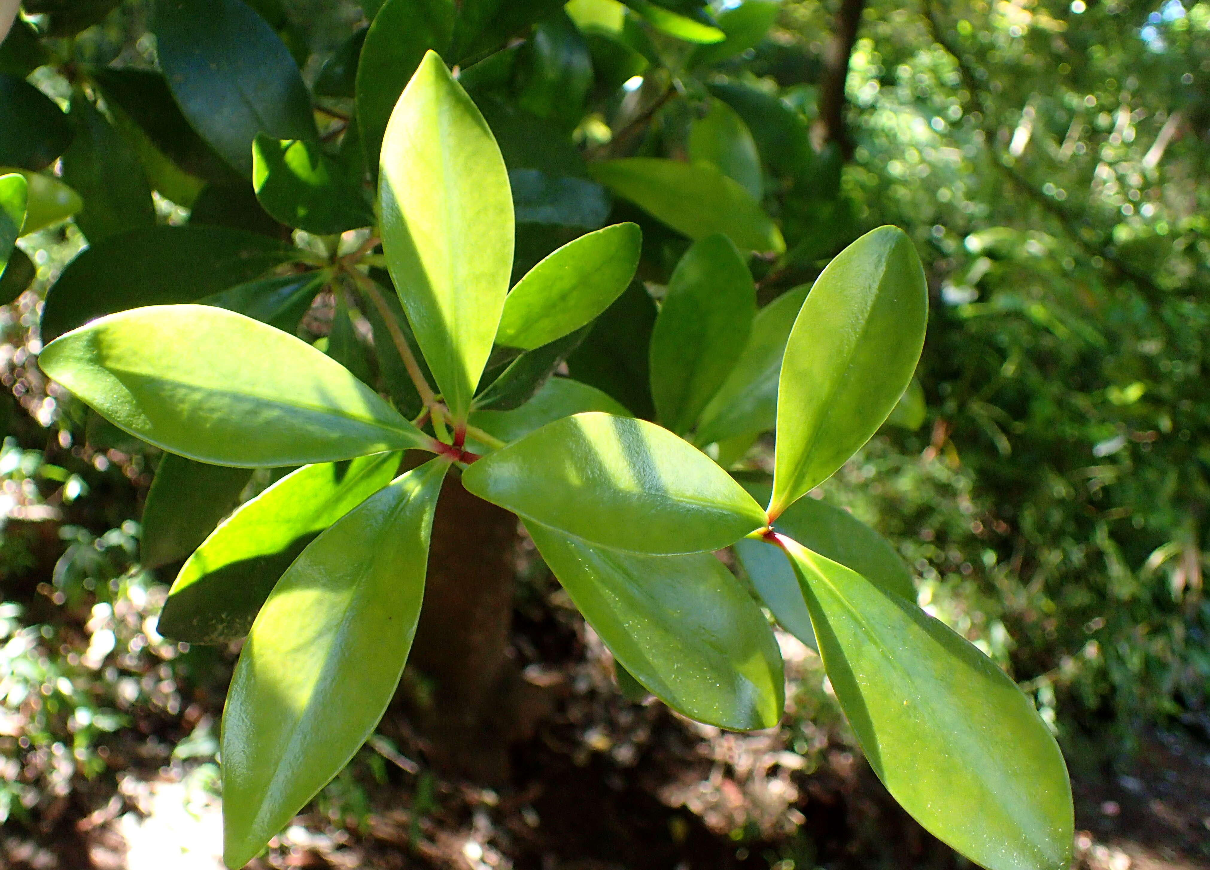 Image of Ternstroemia gymnanthera (Wight & Arn.) Sprague