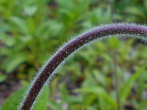 Image of hairy beardtongue