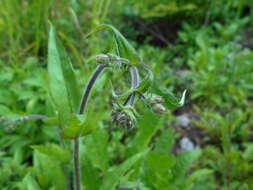 Image of hairy beardtongue