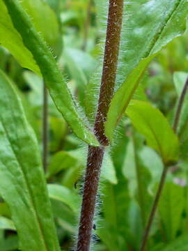 Image of hairy beardtongue