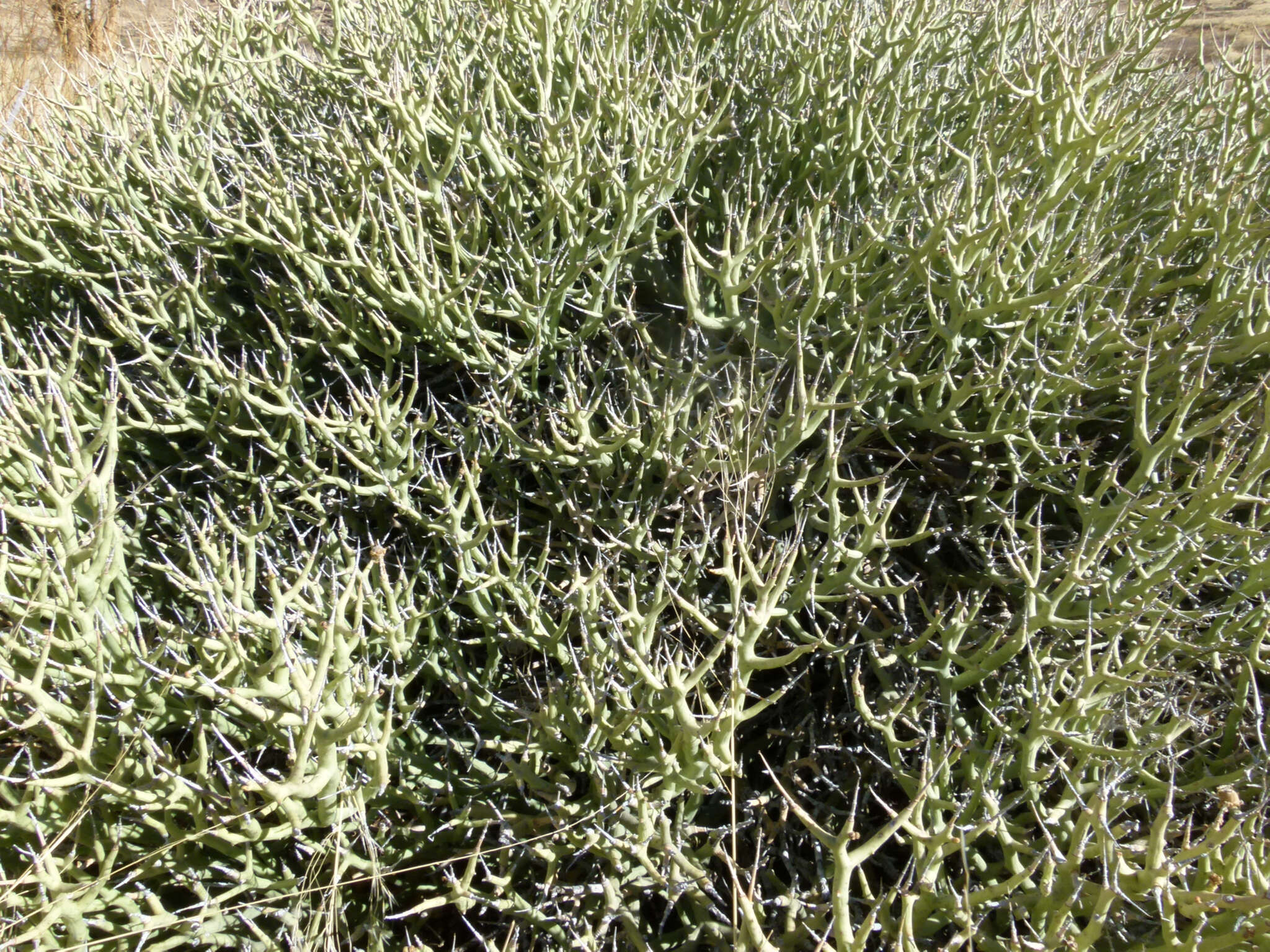 Sivun Euphorbia lignosa Marloth kuva