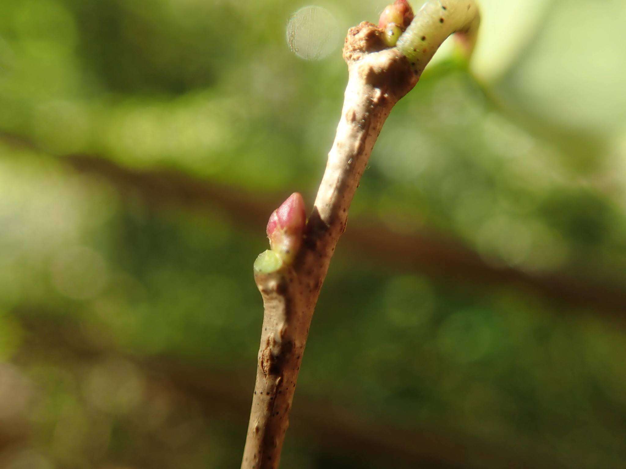 Prunus buergeriana Miq. resmi