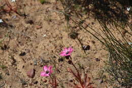 Image of <i>Drosera variegata</i> Debbert