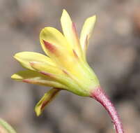 Image of Osteospermum triquetrum L. fil.