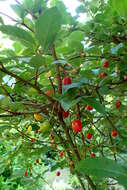 Image of cherry silverberry