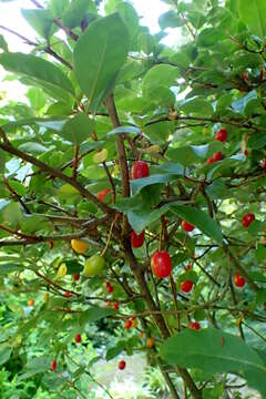Image of cherry silverberry