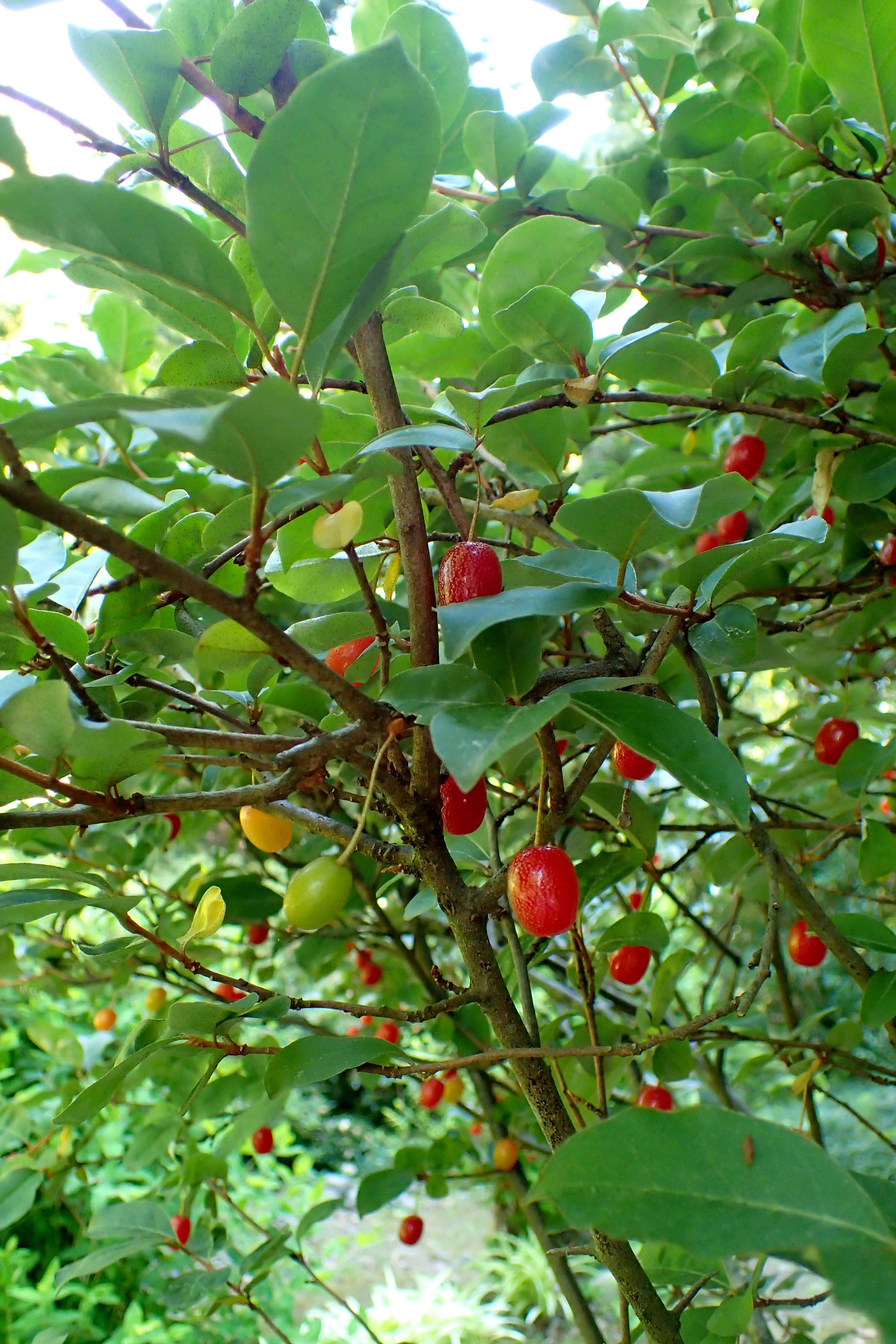 Image of cherry silverberry