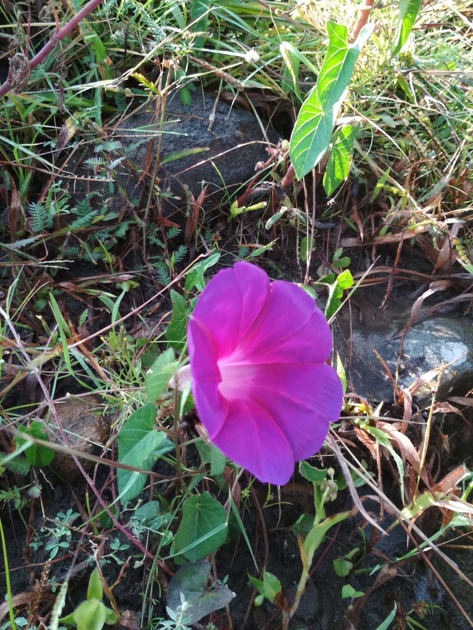 Image de Ipomoea emetica Choisy