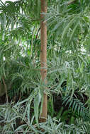 Afrocarpus mannii (Hook. fil.) C. N. Page resmi