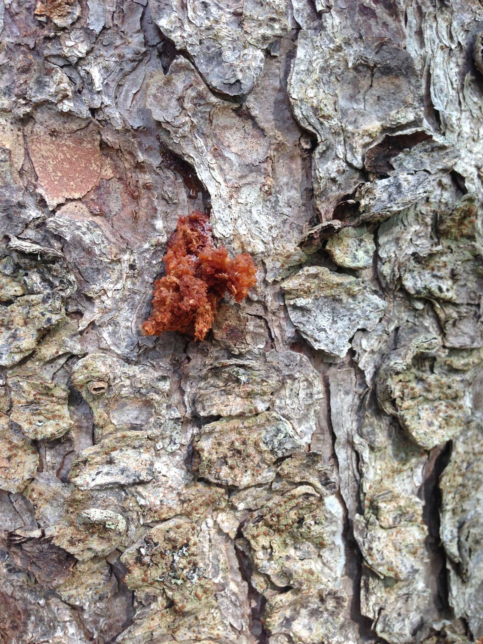 Image of Spruce Beetle