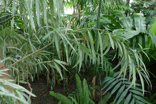 Image of Afrocarpus mannii (Hook. fil.) C. N. Page