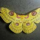 Image of Golden Emperor Moth