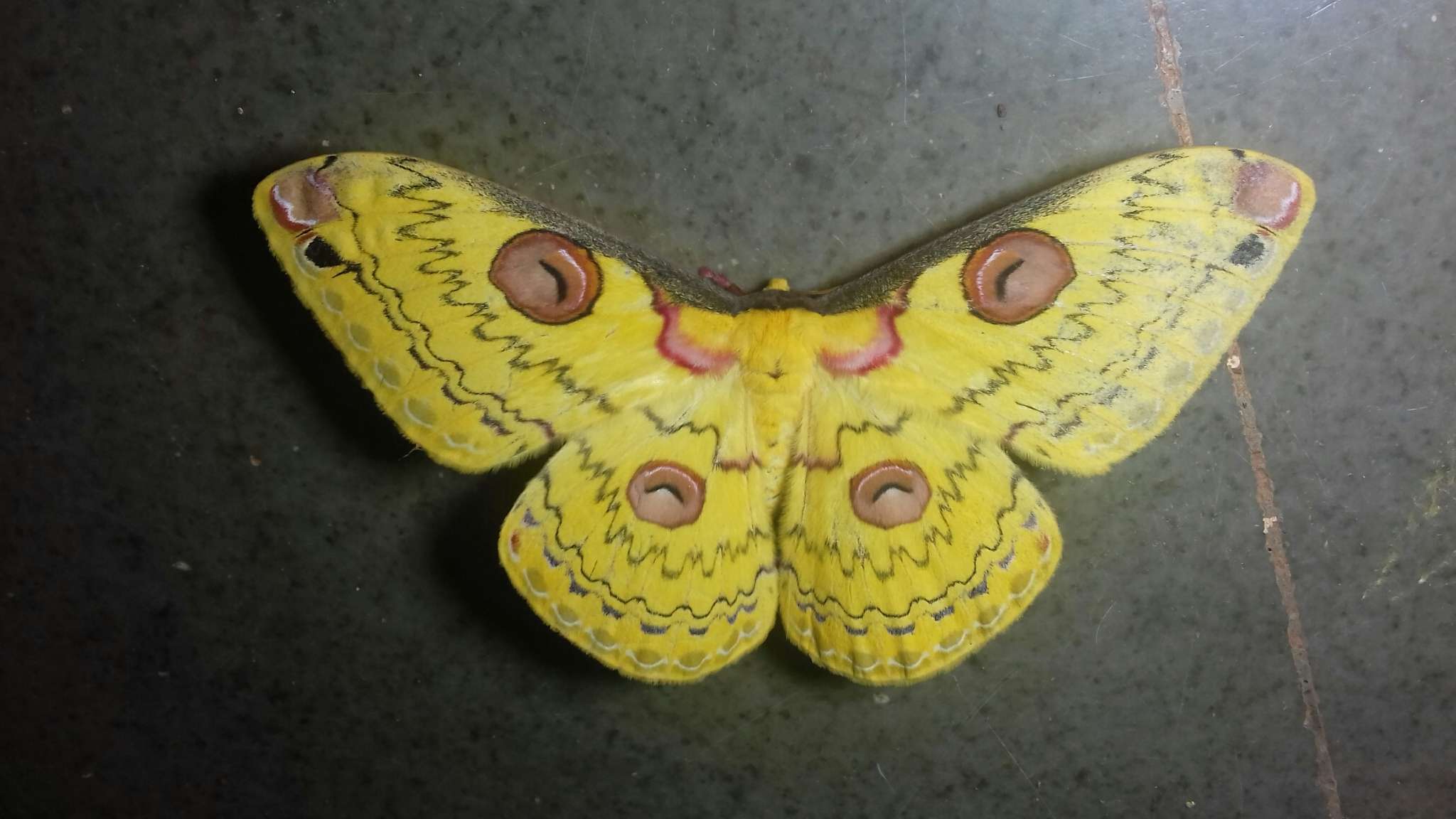 Image of Golden Emperor Moth