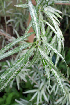 Image of Afrocarpus mannii (Hook. fil.) C. N. Page