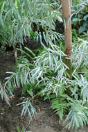 Image of Afrocarpus mannii (Hook. fil.) C. N. Page