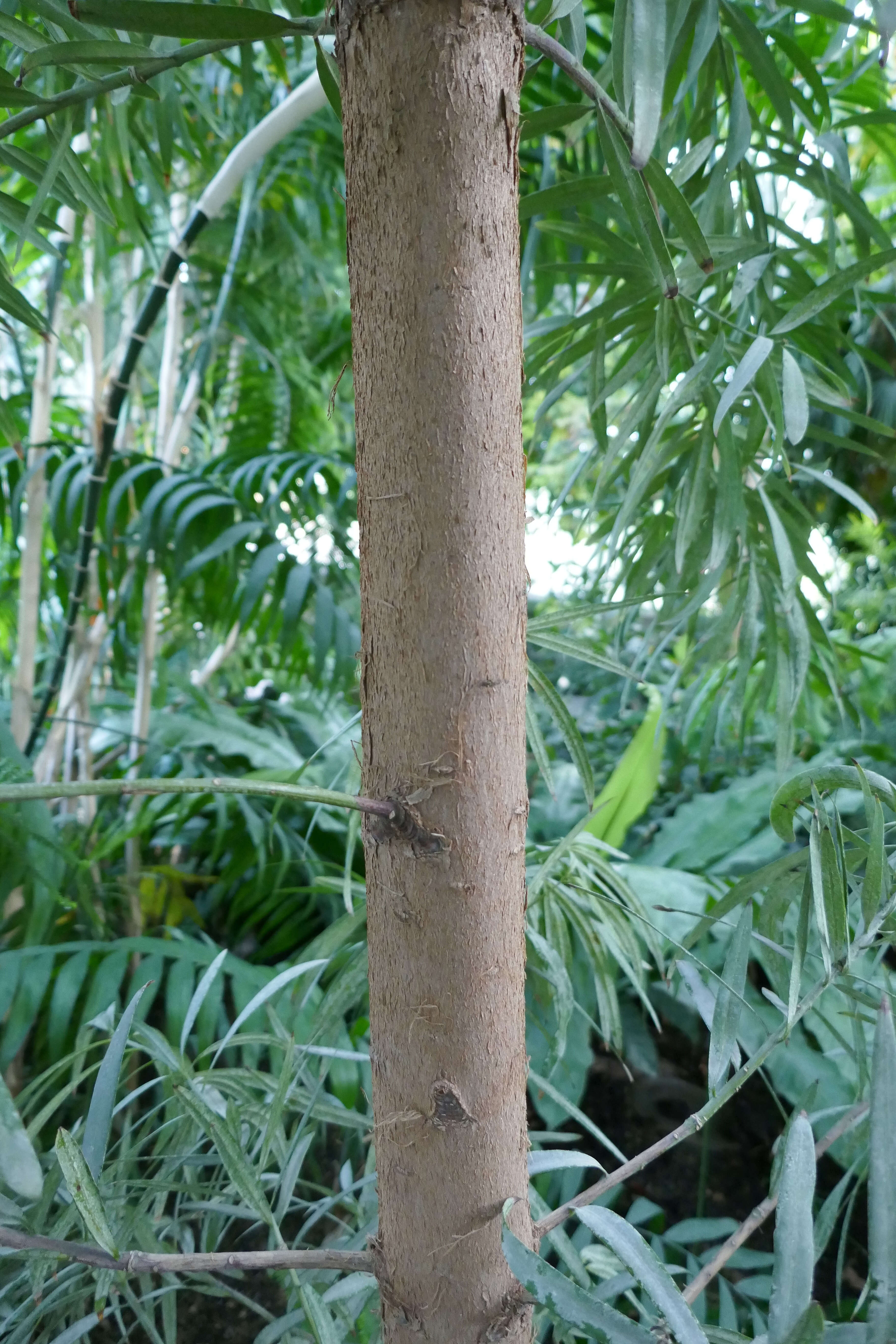 Image of Afrocarpus mannii (Hook. fil.) C. N. Page