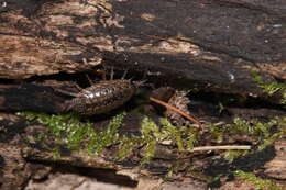 Image of Philoscia affinis Verhoeff 1908