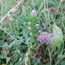 Imagem de Euphrasia caucasica Juz.