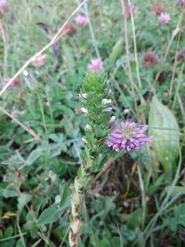 Image of Euphrasia caucasica Juz.