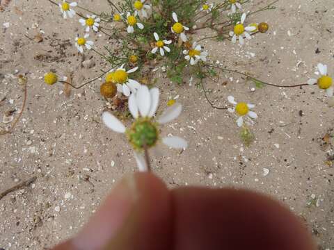 صورة Oncosiphon africanum (Berg.) M. Källersjö