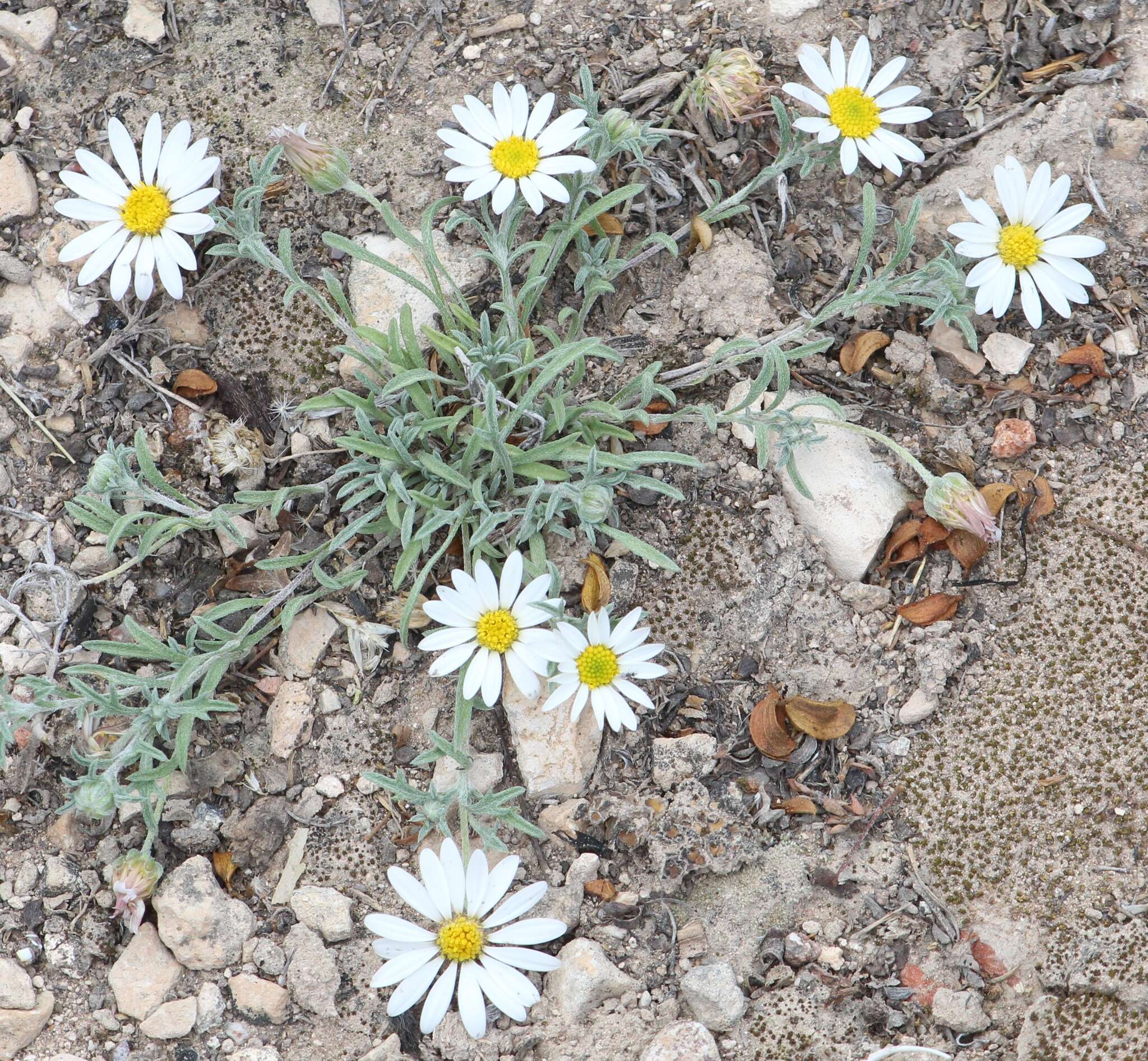 Image of Townsendia mexicana A. Gray