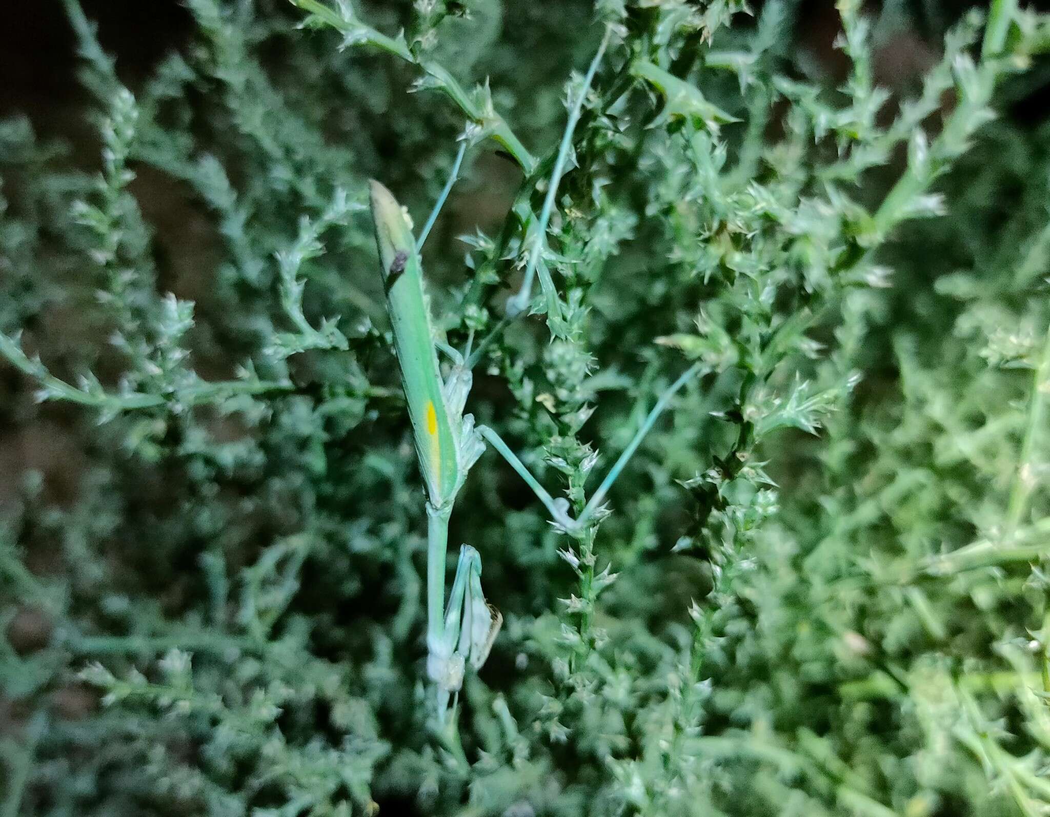 Image of Empusa pennicornis Pallas 1773