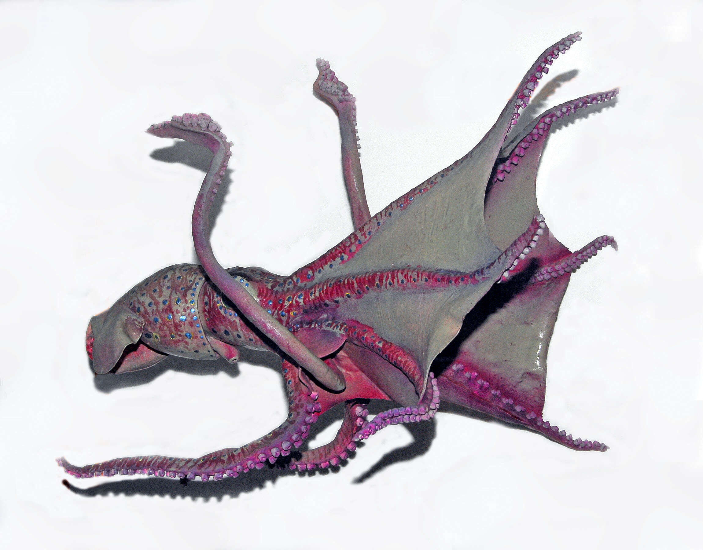 Image of umbrella squid
