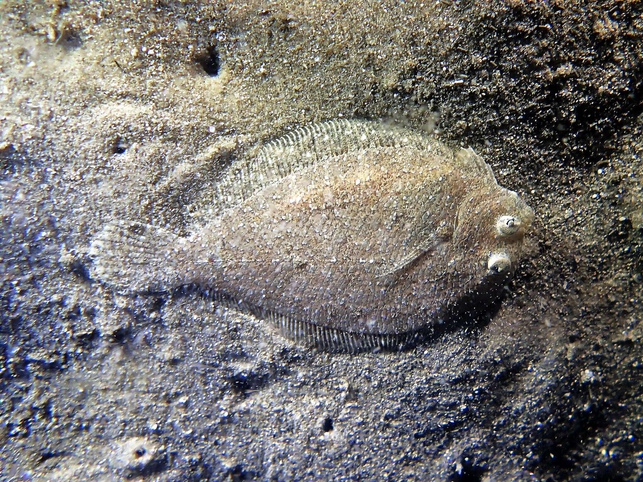 Image of Flounder