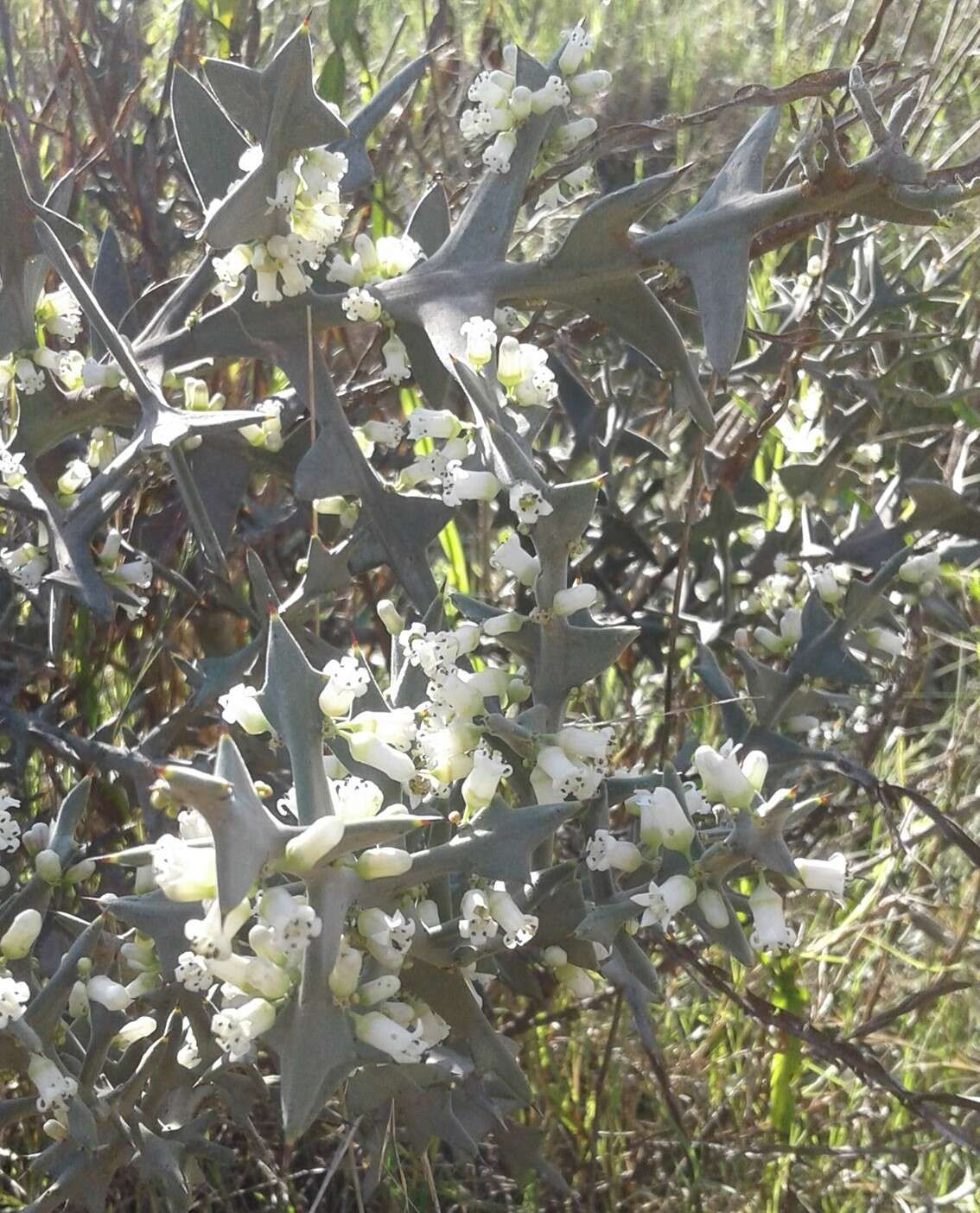 Image of Colletia paradoxa (Spreng.) Escalante