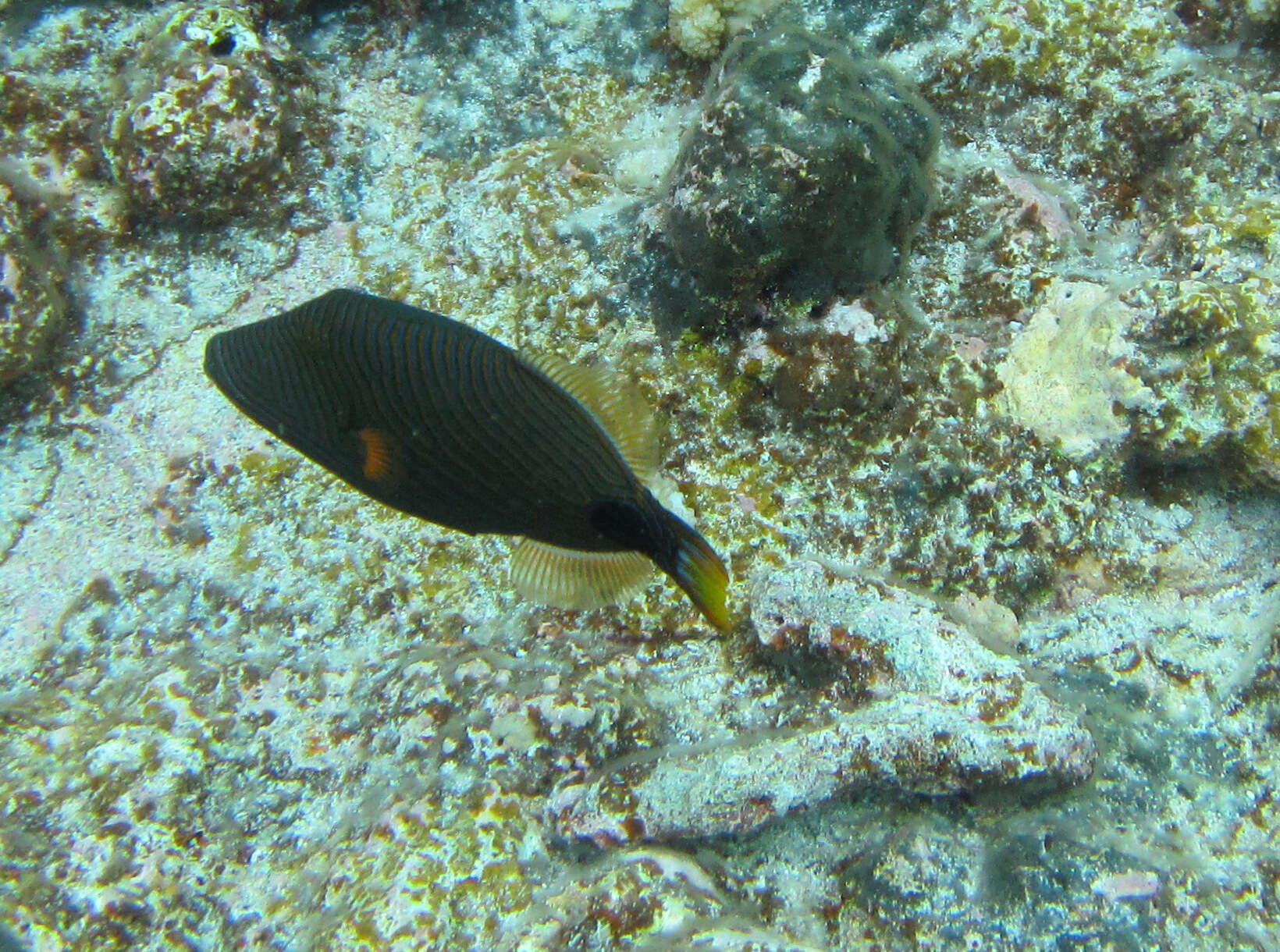 Image of Balistapus