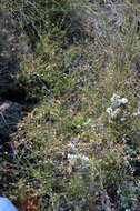 Image of Diosma fallax I. Williams