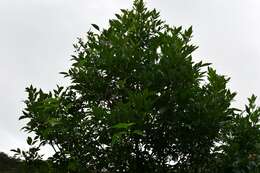 Image of Fraxinus purpusii Brandegee