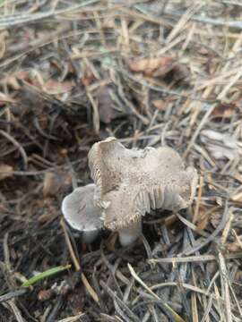 Image of Tricholoma moseri Singer 1989