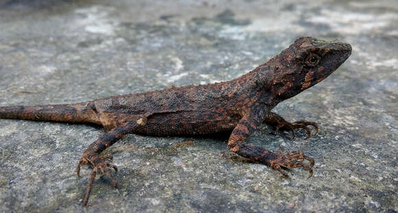 Image of Green Fan-throated lizard