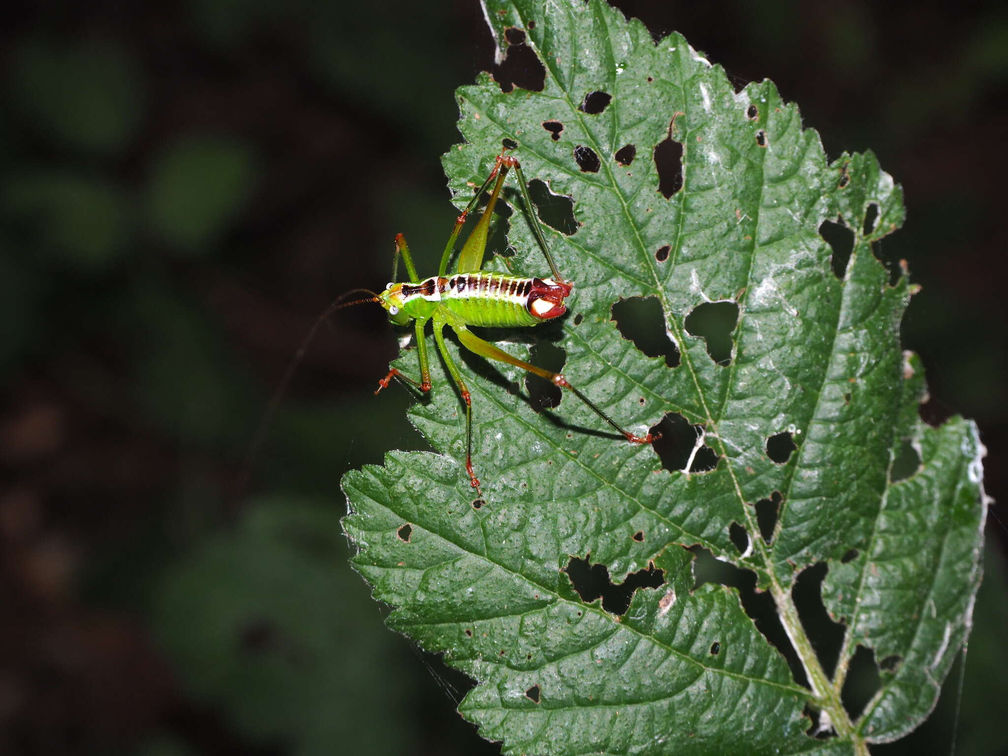 Image of Andreiniimon nuptialis (Karny 1918)