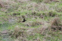 Image of Black-tailed Crake