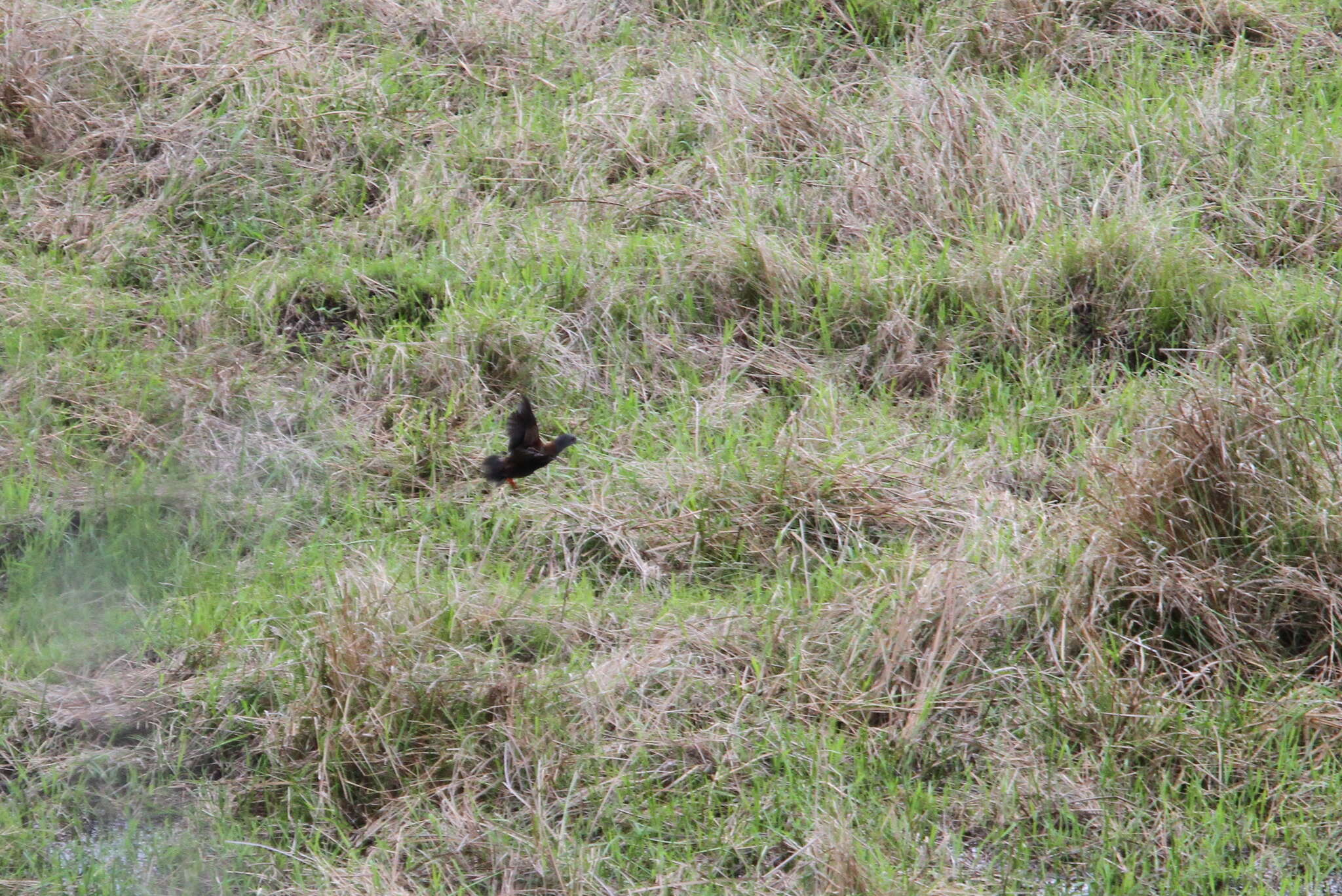 Image of Black-tailed Crake