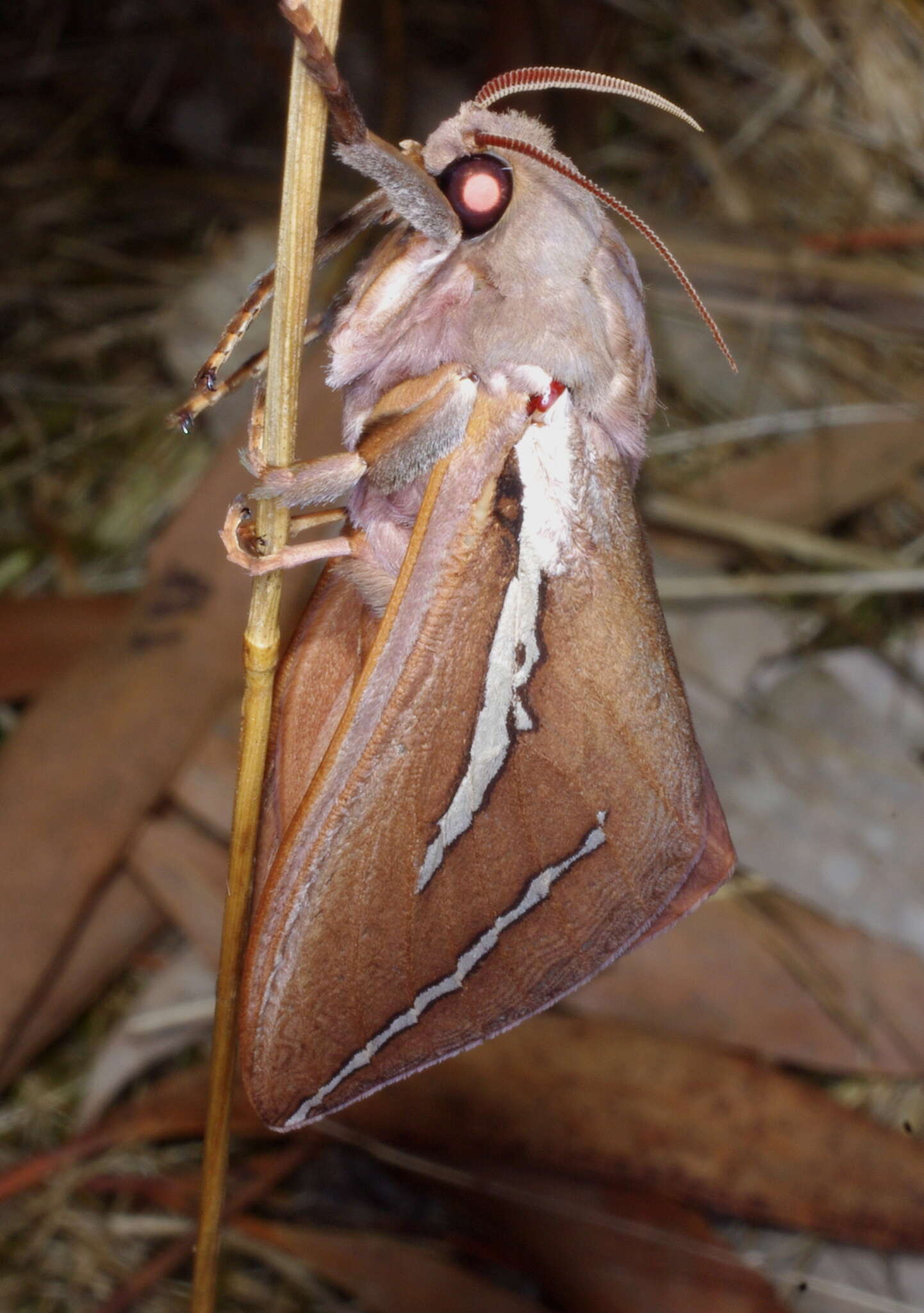 Image of Abantiades latipennis Tindale 1932