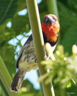 صورة Batis capensis hollidayi Clancey 1952