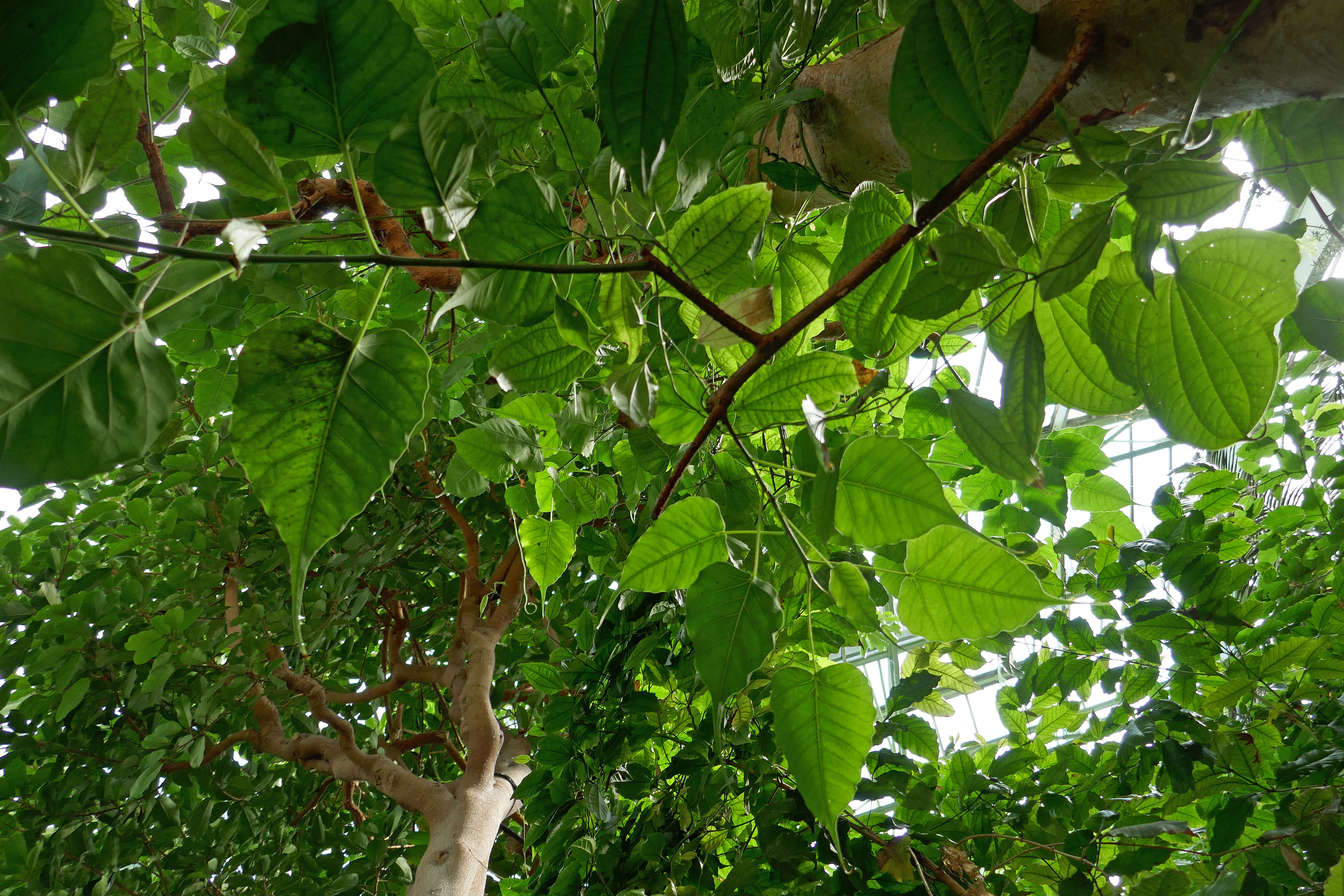 Image of Zanzibar yam