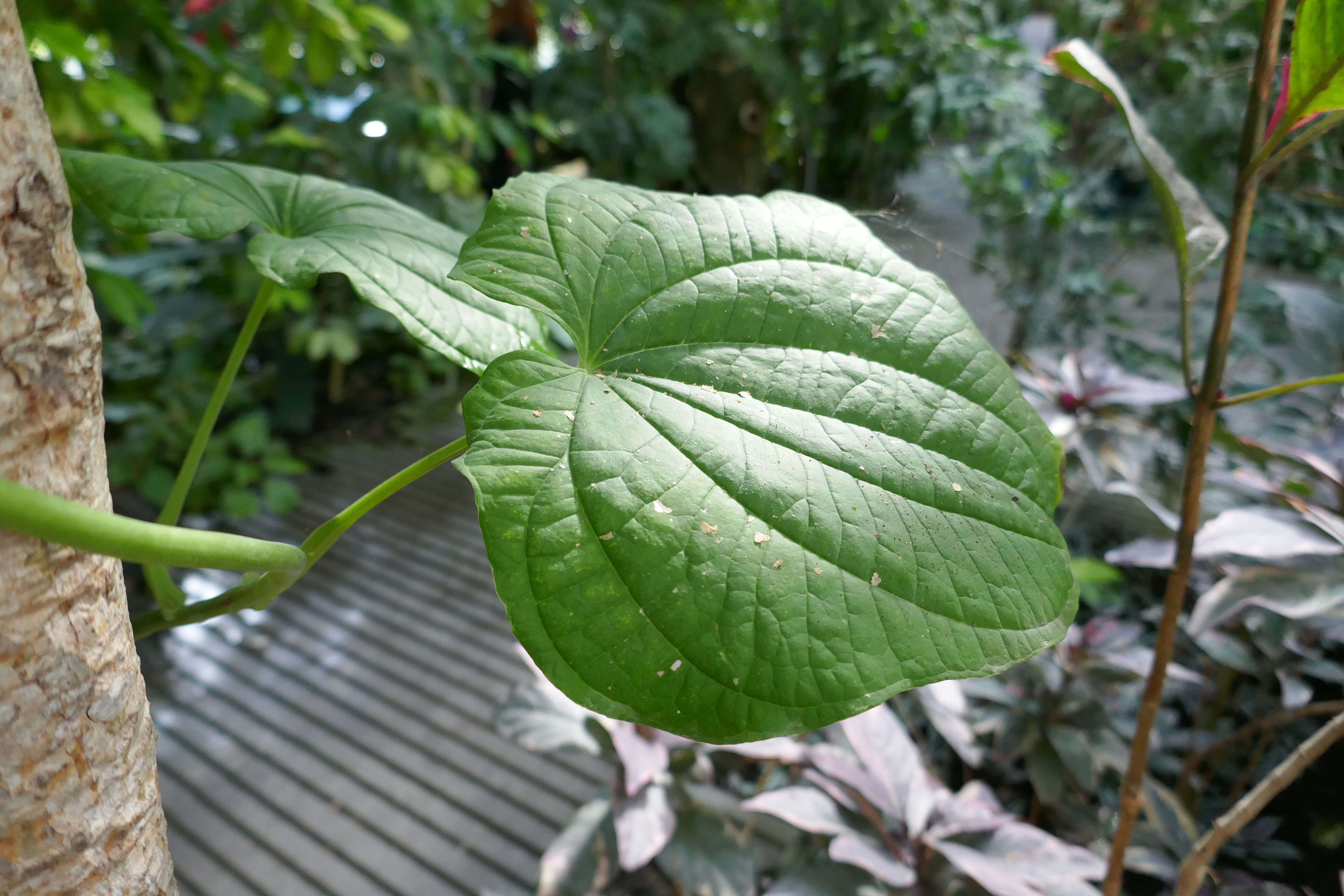 非洲薯蕷的圖片