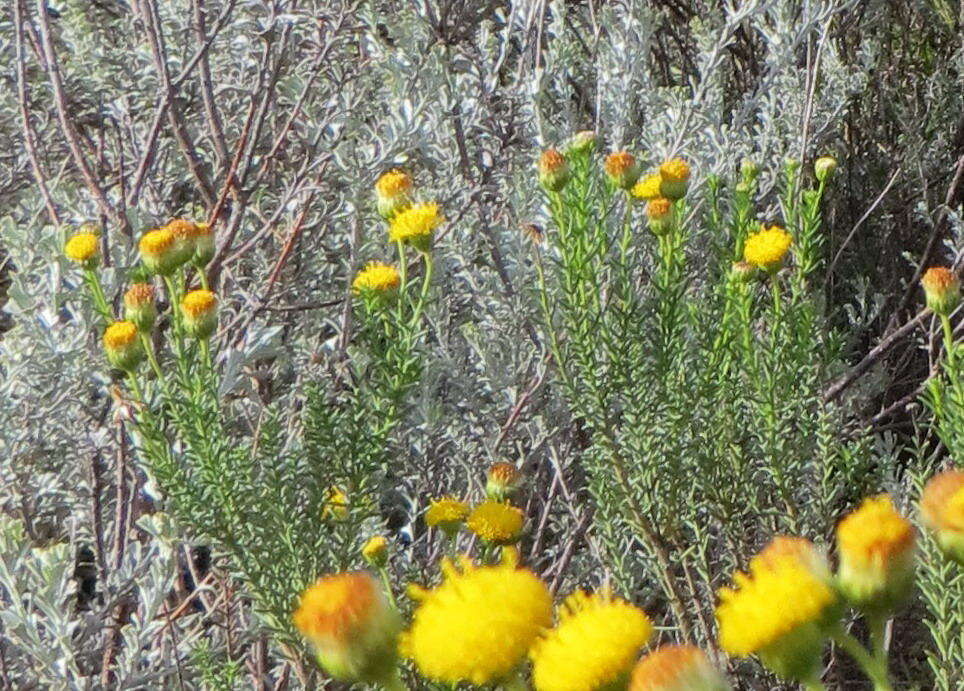 Слика од Chrysocoma ciliata L.