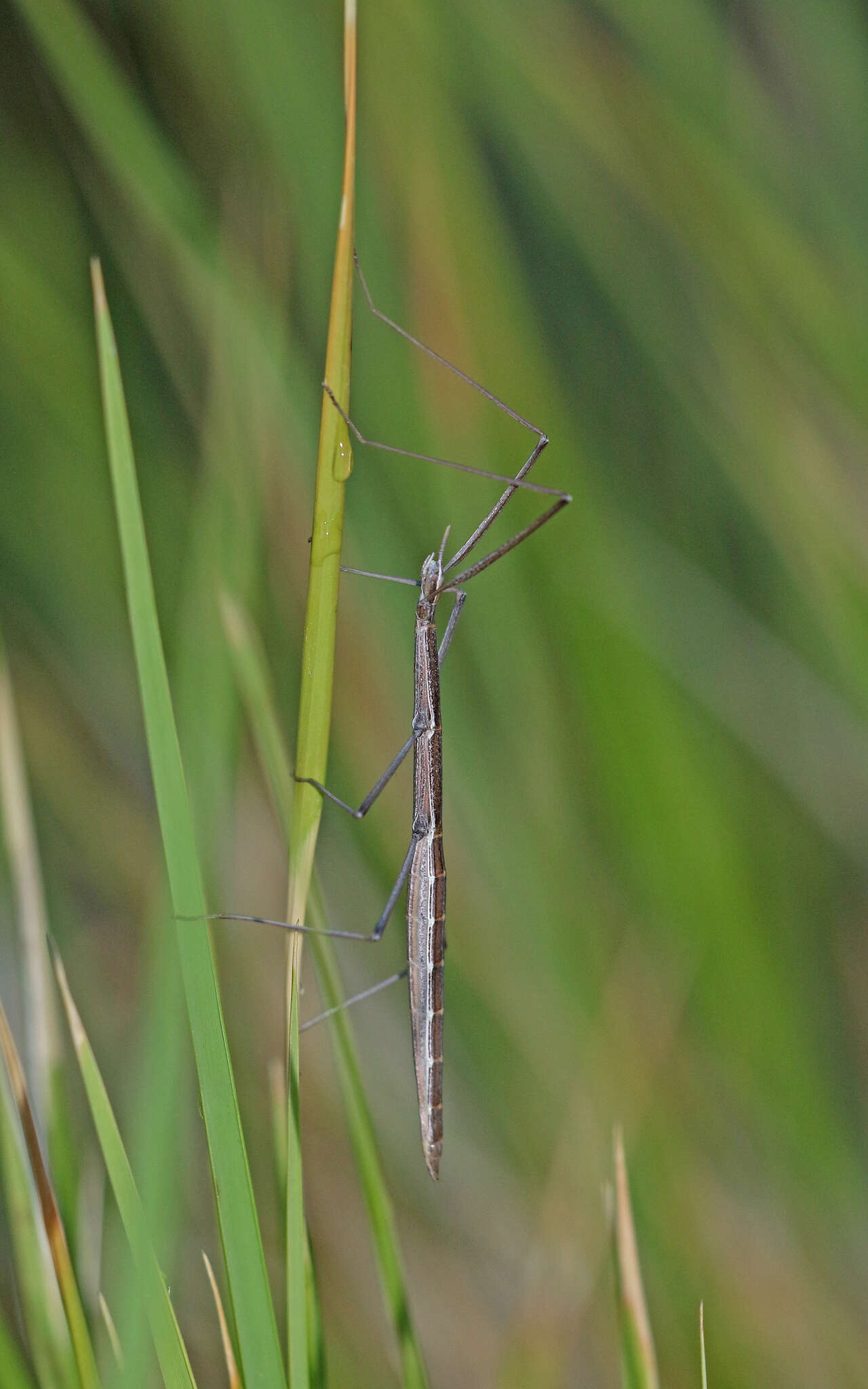 Image of Pijnackeria masettii Scali, Milani & Passamonti 2013