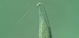 Image of Loxophyllum perihoplophorum